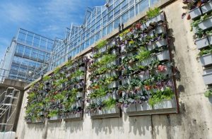 The display of green walls showcase vertical gardening as an option for growing local produce in urban areas.