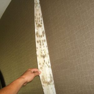 Mold growth was found behind newly installed vinyl wallcovering at a recently purchased hotel. The root cause could be traced back to a decision made just before the purchase of the hotel.